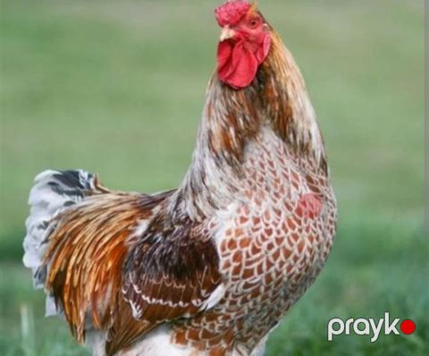 3 ay 8 gunluk Vayondet xoruzlari 4 eded — Bakı