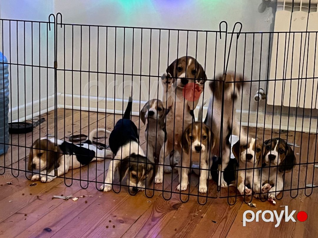 Beagle balaları — Köpəklər, Bakı (7)