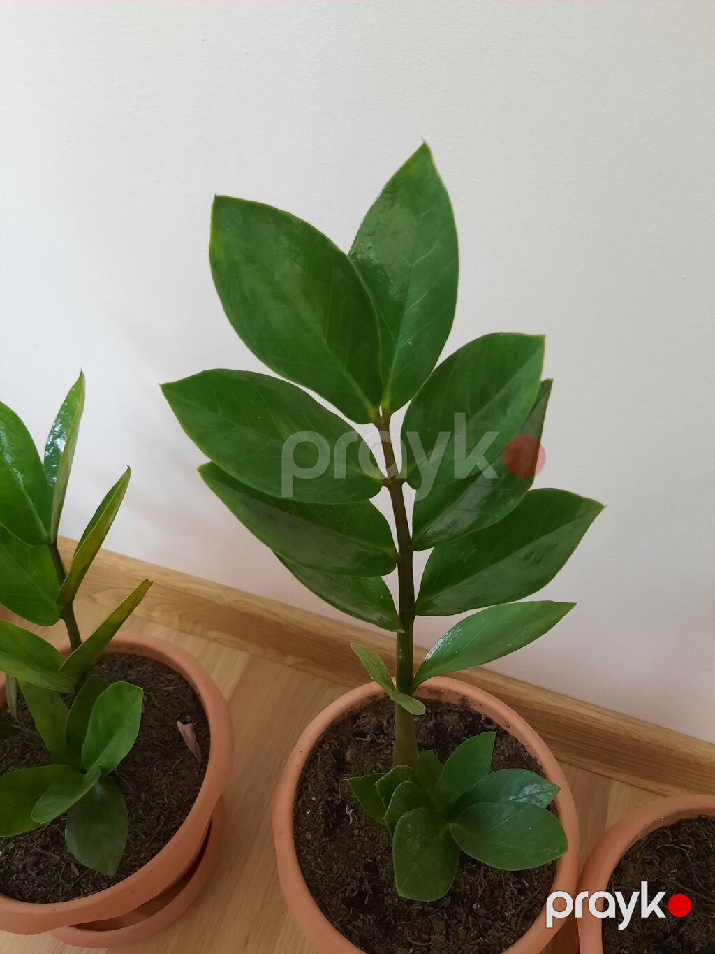 Dibçək gülü zamioculcas gülü (dollar gülü) — Qapı bitkələri, Bakı (2)