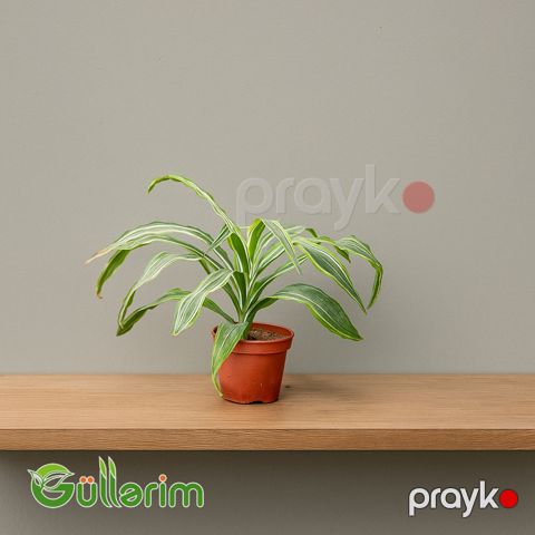 Dracena Marginata, Drasena, Dracaena marginata — Bakı