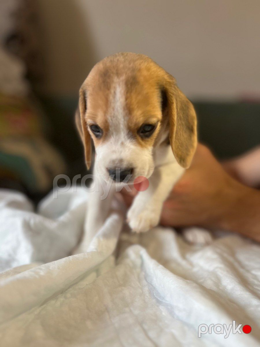 Beagle balaları — Köpəklər, Bakı (10)