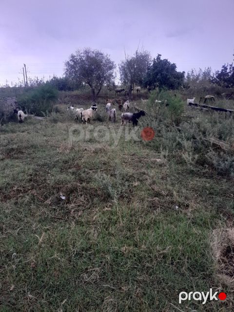 Keçilər — Şabran
