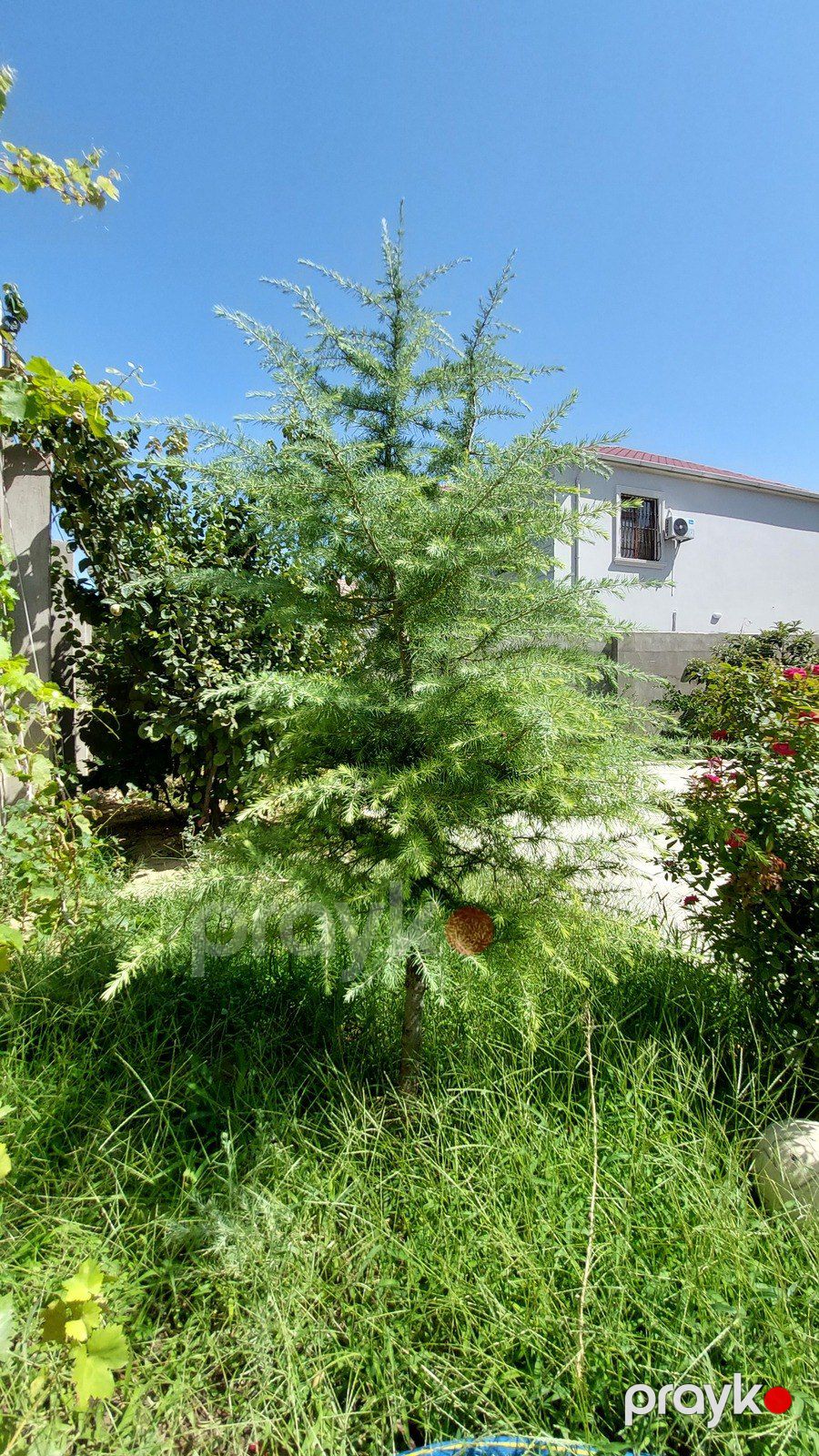 Satılır 4 otaqlı həyət evi/bağ evi 160 m² — Ev, villa, Bakı (6)