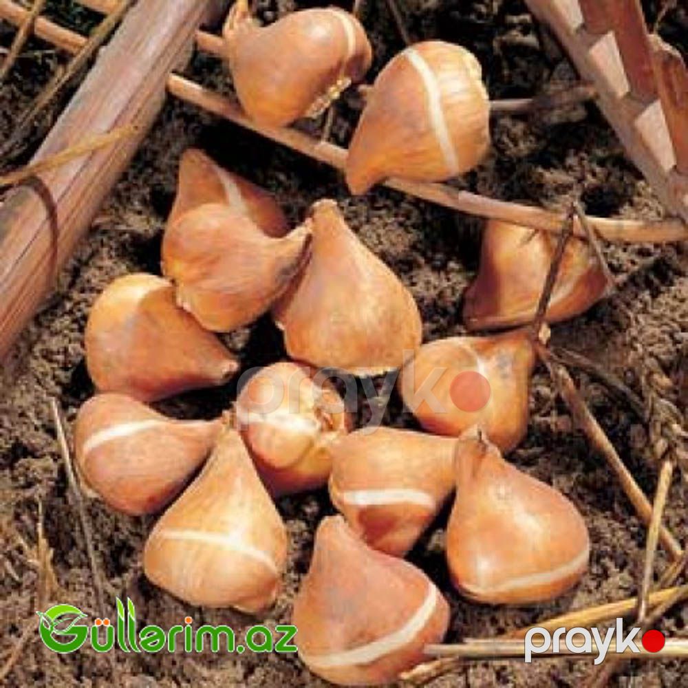 Papuqay Tulpan Rasta (Tülpan) — Bitkilər, Bakı (2)