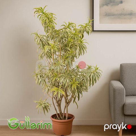 Dracaena Reflexa (Drasena Refleksa) — Bakı