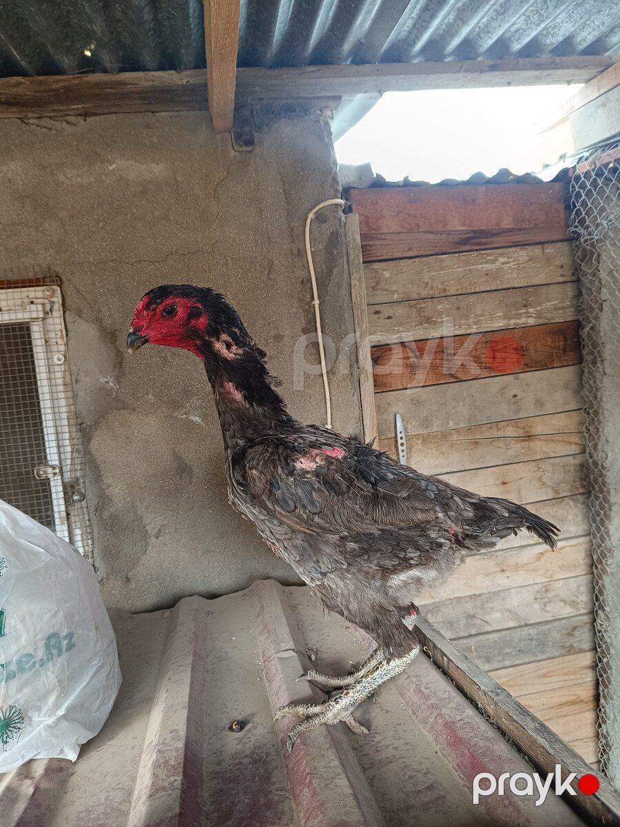 Heyratı fərə — Quşlar, Sumqayıt (11)