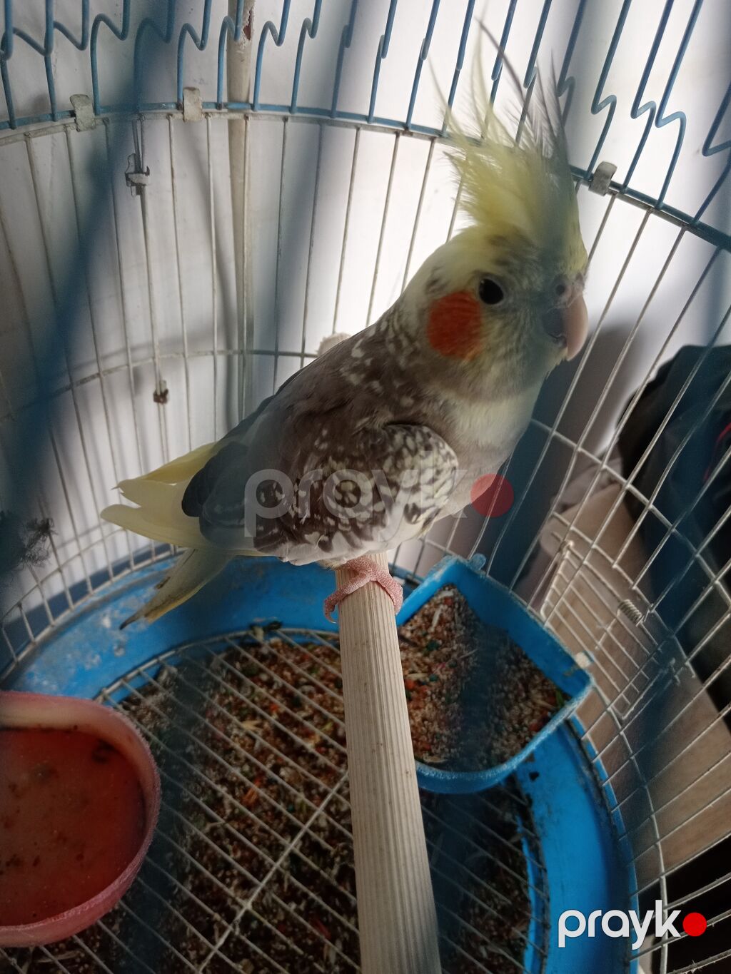 Məhsul: Nimfa tutuquşu (cockatiel) – lələyi sarı çəlpaq, yanaqlarda — Tutyun papağayı, Digah (2)