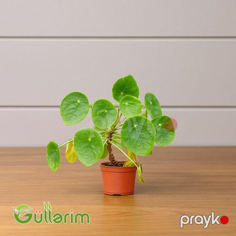Pilea Peperomioides (Çin pul bitkisi) — Bakı