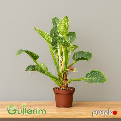 Filodendron (Philodendron) — Bakı