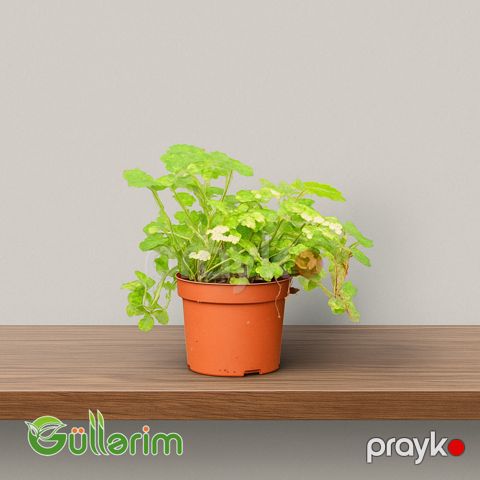 Tolmiea menziesii — Bakı