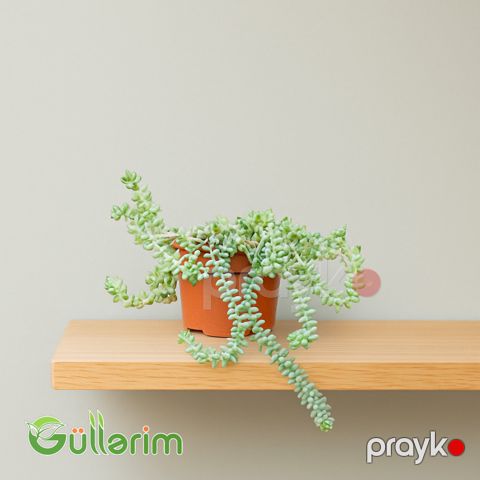 Sedum (Sedum növü) — Bakı