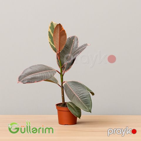 Ficus Elastica (Fikus elastika) — Bakı
