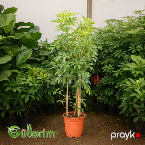 Schefflera arboricola, Kiçik şeflera — Bakı