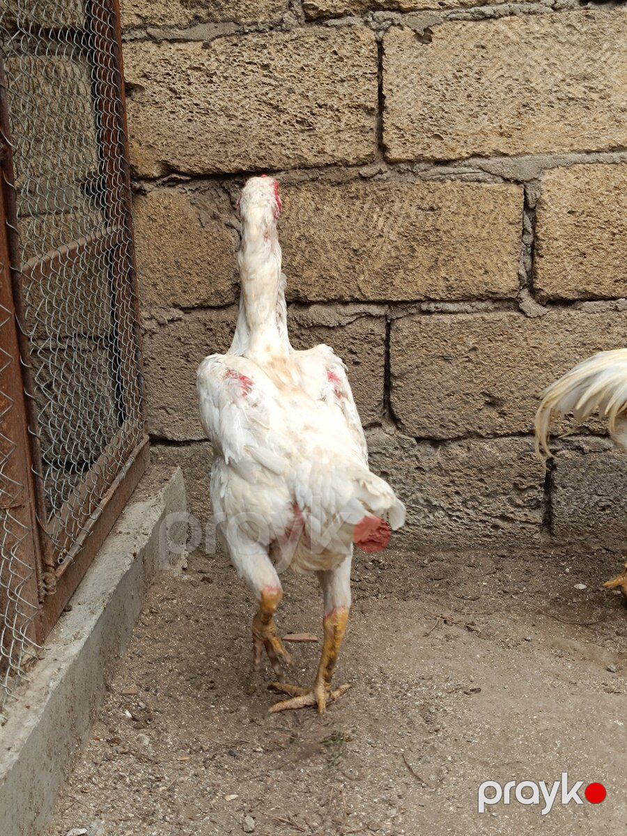 Heyratı fərə — Quşlar, Sumqayıt (7)