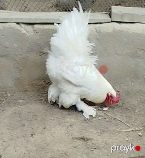 Ağ Brama xoruzu — Bakı