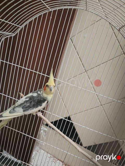 Tutuquşu — Bakı