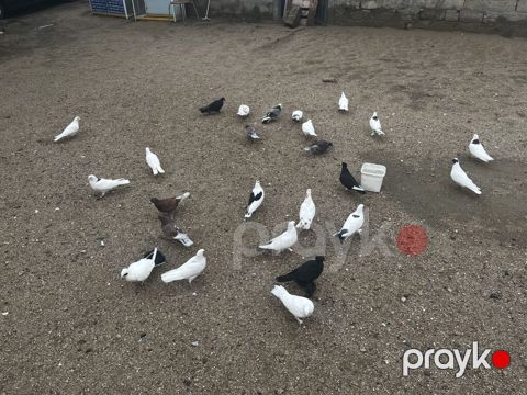 Tərgizirəm deyə satıram içində boynu güllülər qara baş qırmızı başlar — Digah