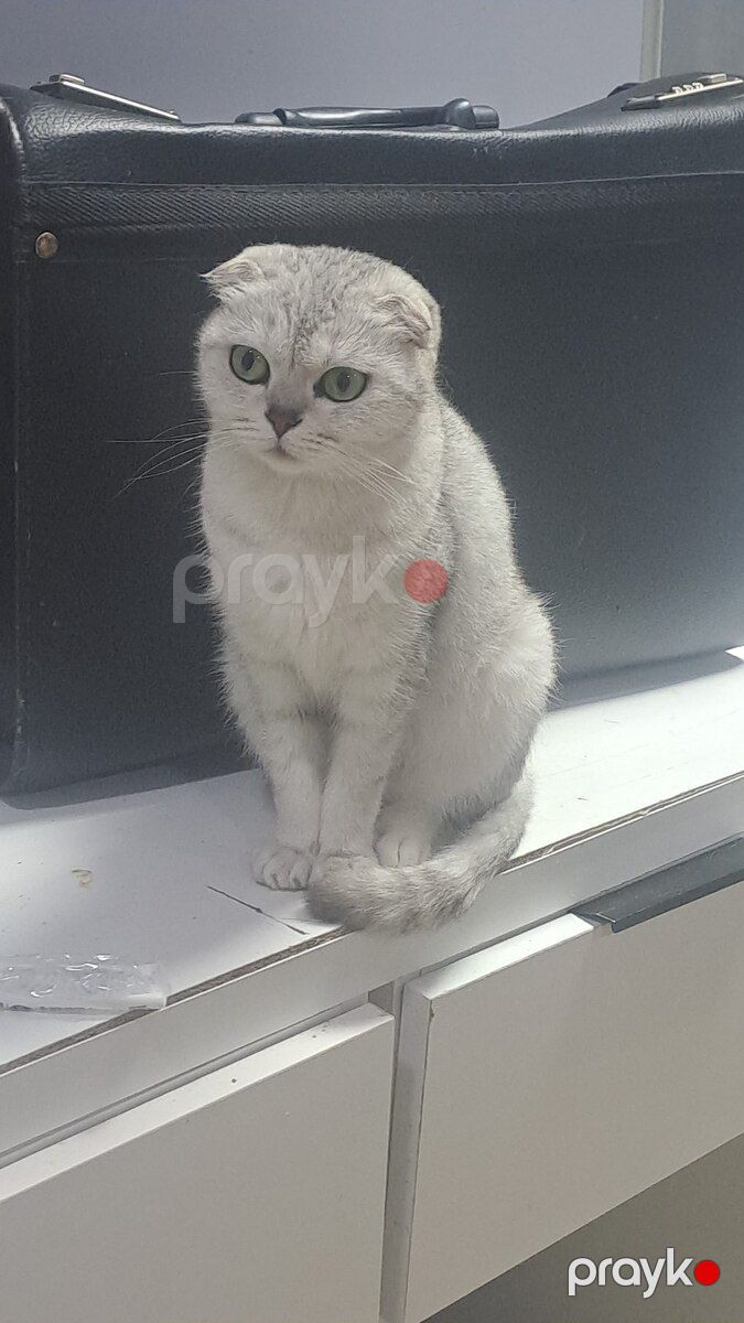 Şinşilla pişiyi — Pişiklər, Bakı (2)