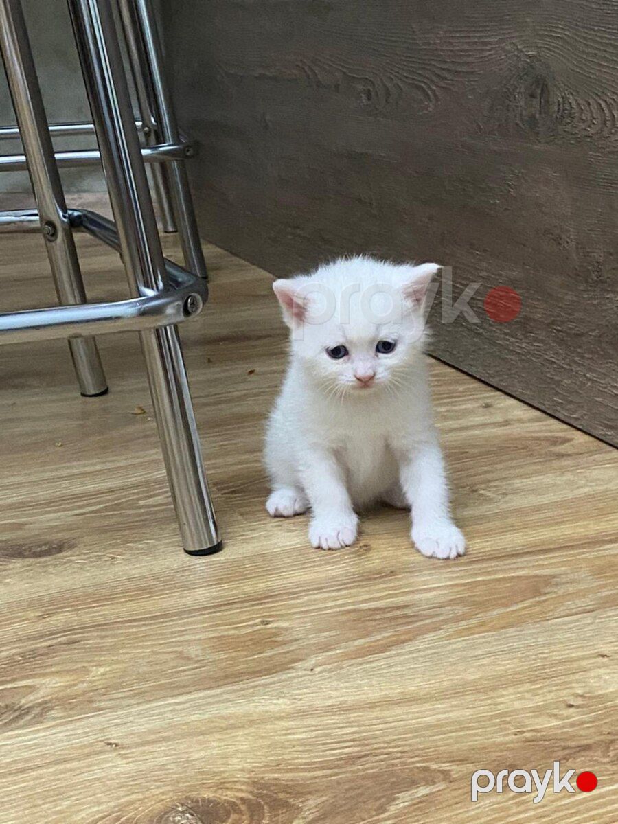 Şotland pişiyi balaları — Pişiklər, Bakı (2)