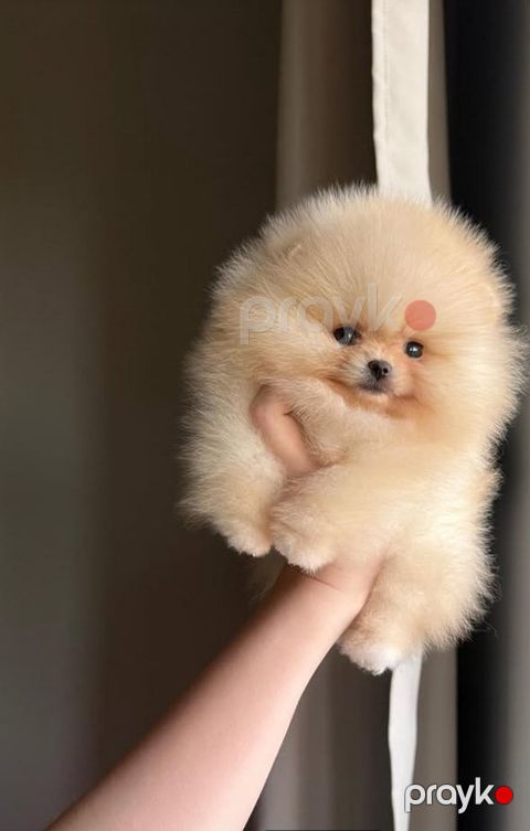 Pomerian Spitz, 2 ay, Erkək, peyvəndli