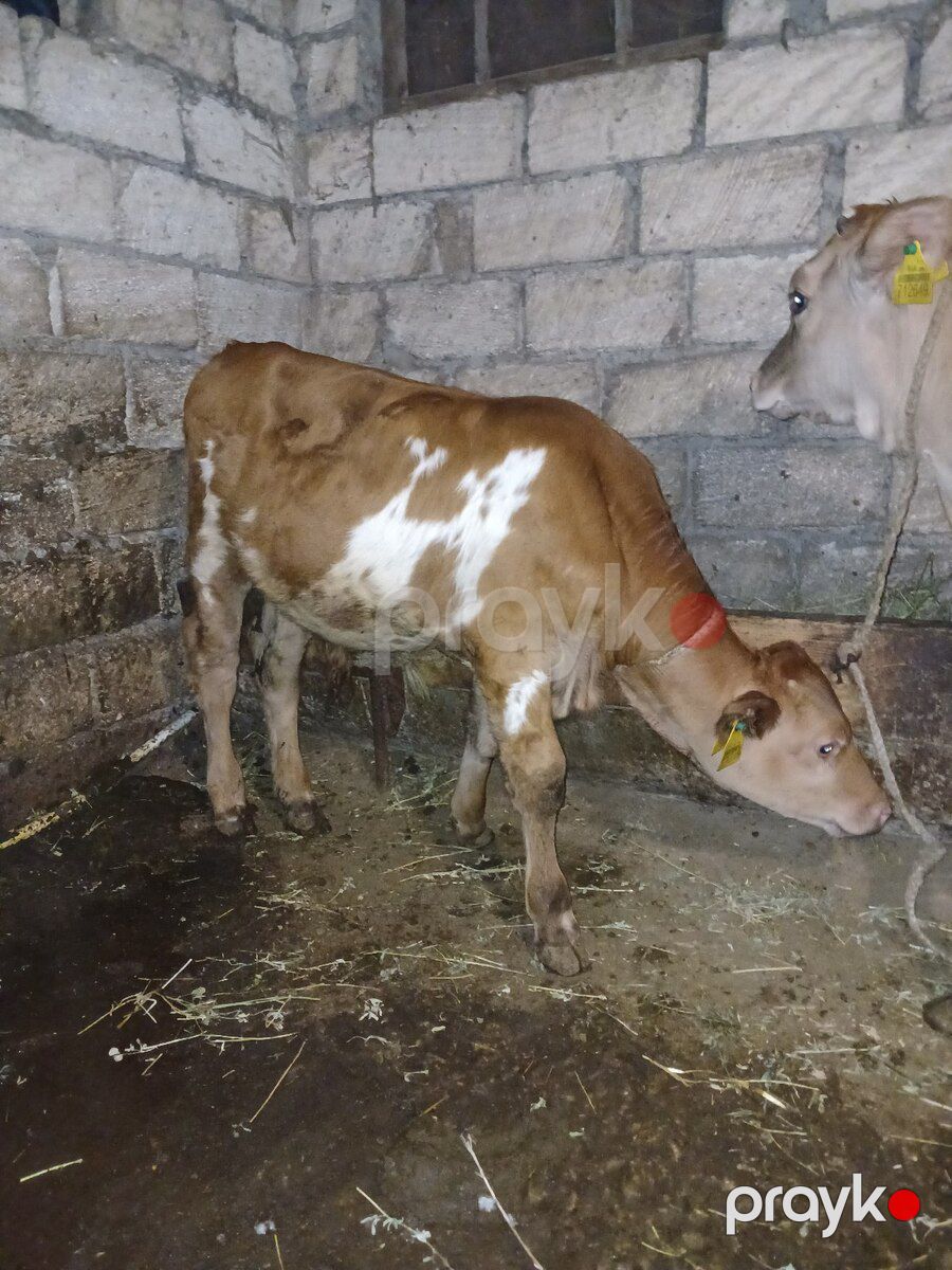 Dana — Kənd təsərrüfatı heyvanları, Quba (5)