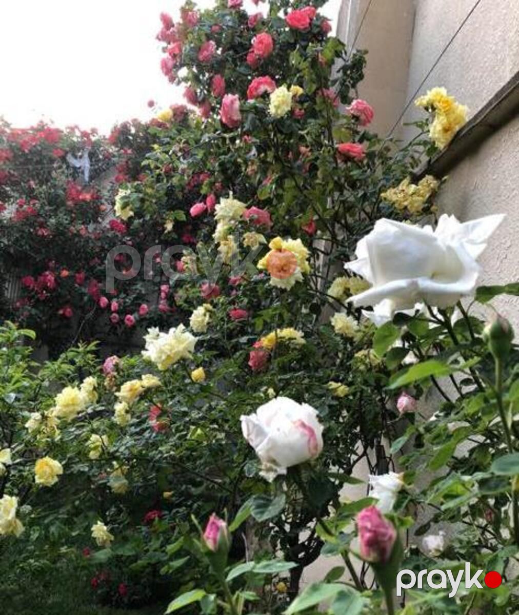 İcarəyə verilir 8 otaqlı həyət evi/bağ evi 750 m² — Ev, villa, Bakı (5)