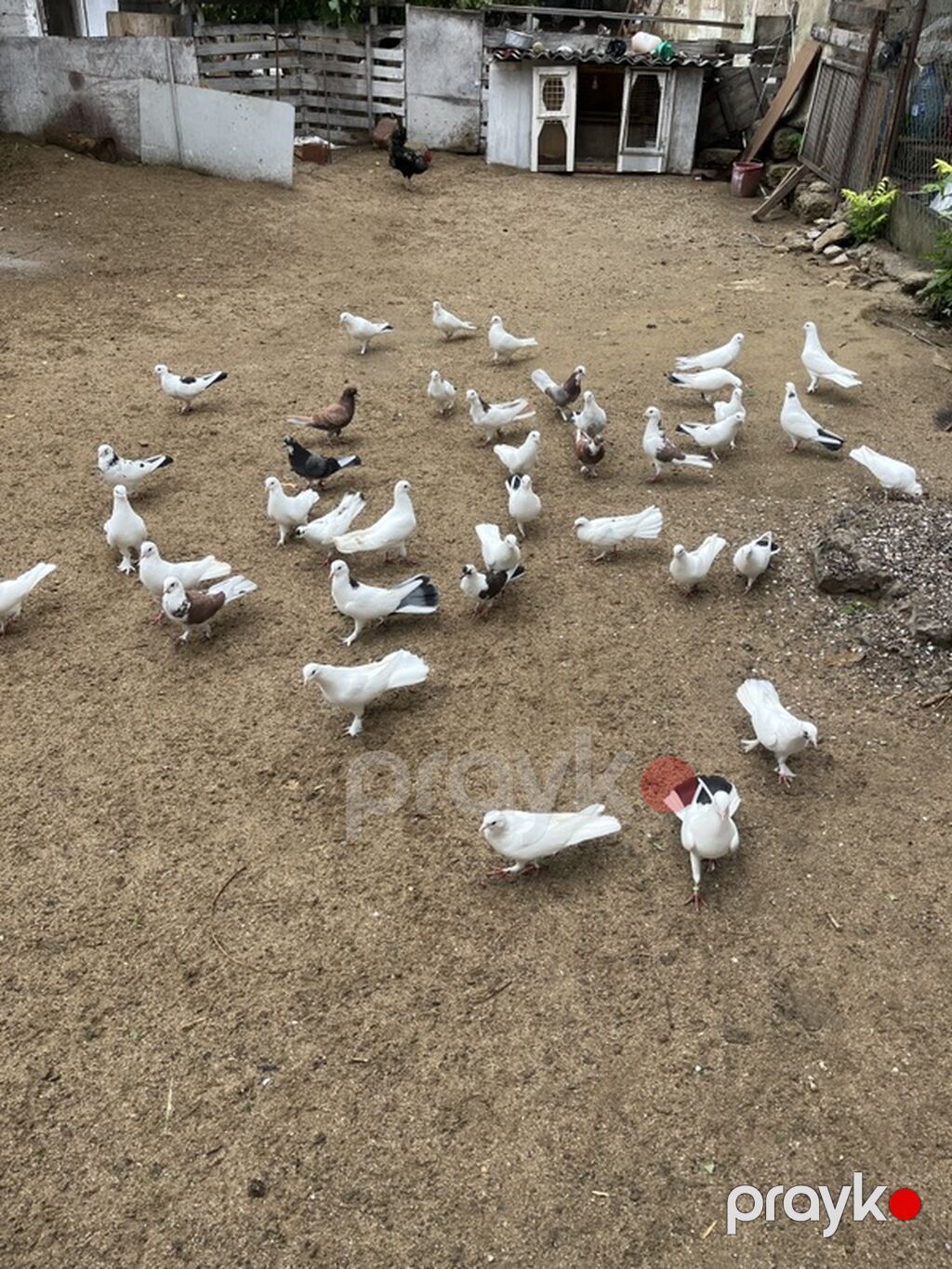 Məhsul: Ev göyərçinləri (kolleksiya və çoxalma üçün) Təsvir — Göyərçin, Digah (5)