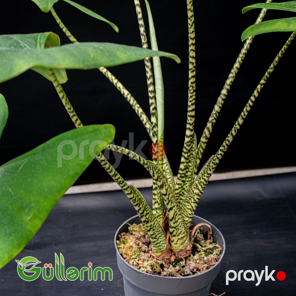 Alokaziya Zebrina (Alocasia zebrina) — Bitkilər, Bakı (2)