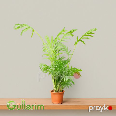 Filodendron (Philodendron Selloum) — Bakı
