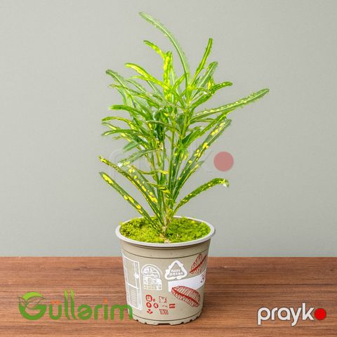 Kroton (Codiaeum variegatum)