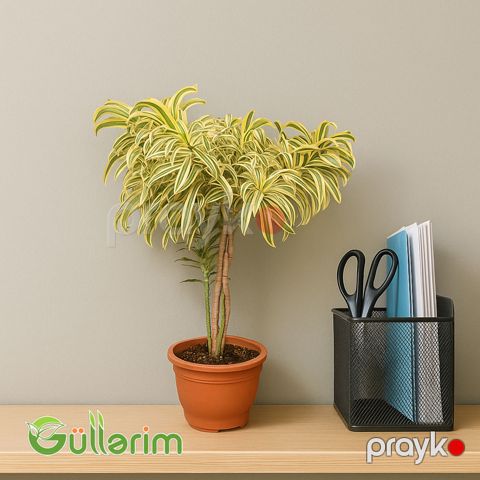 Dracaena Reflexa (Drasena Refleksa) — Bakı