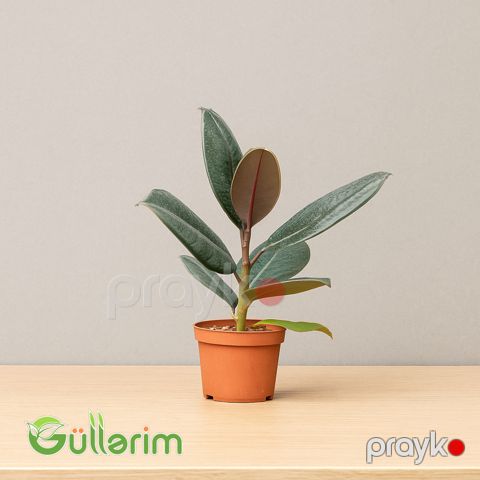 Ficus Elastica (Fikus elastika) — Bakı