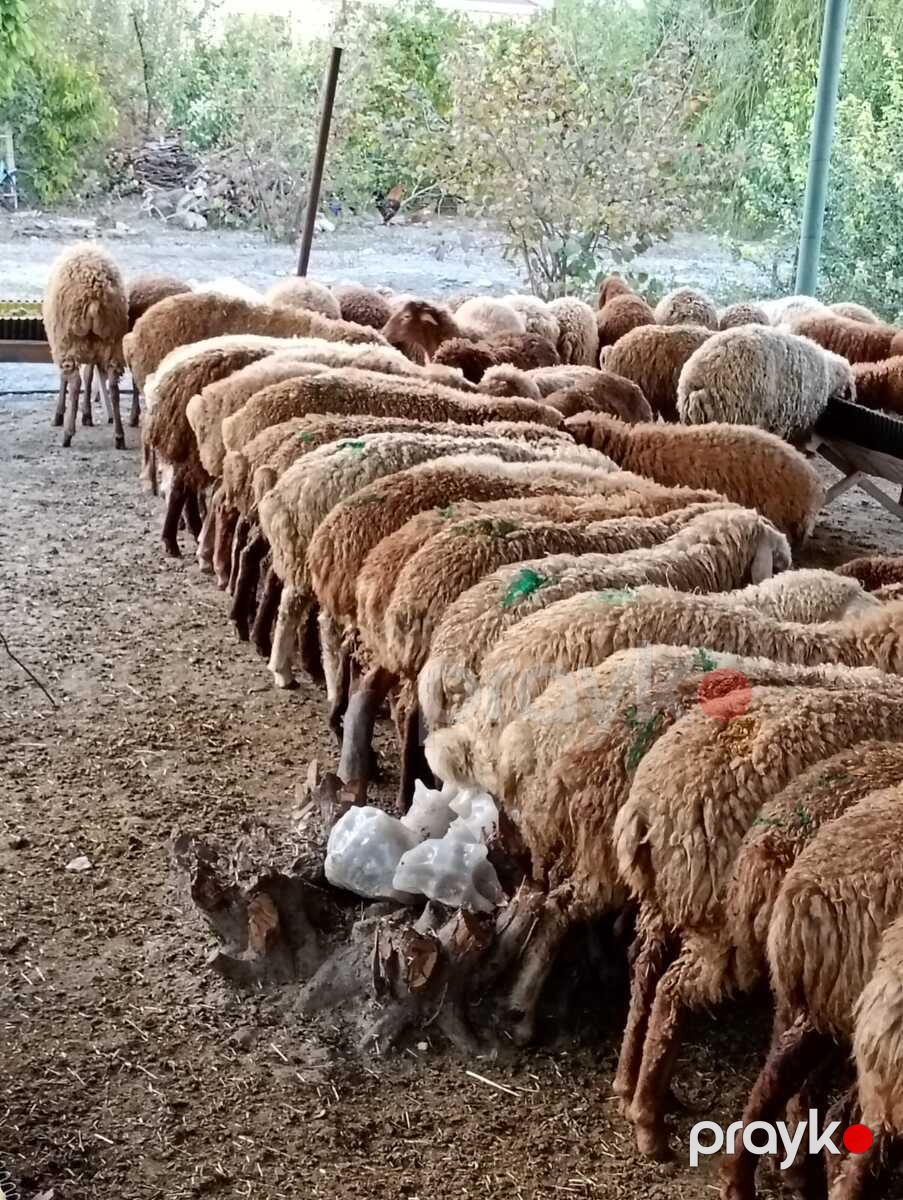 Quzular — Kənd təsərrüfatı heyvanları, Xaçmaz (3)