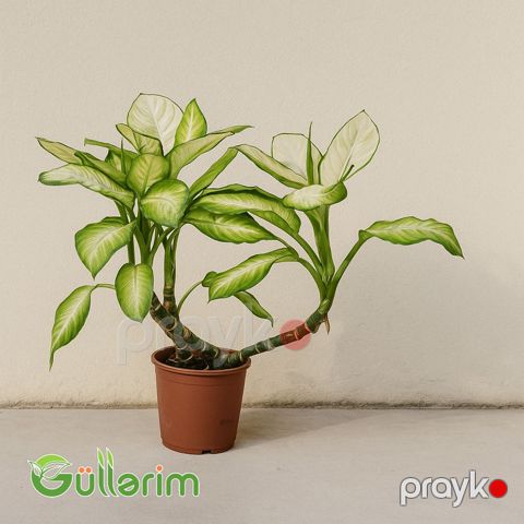 Dieffenbachia (Difenbaxiya) — Bakı