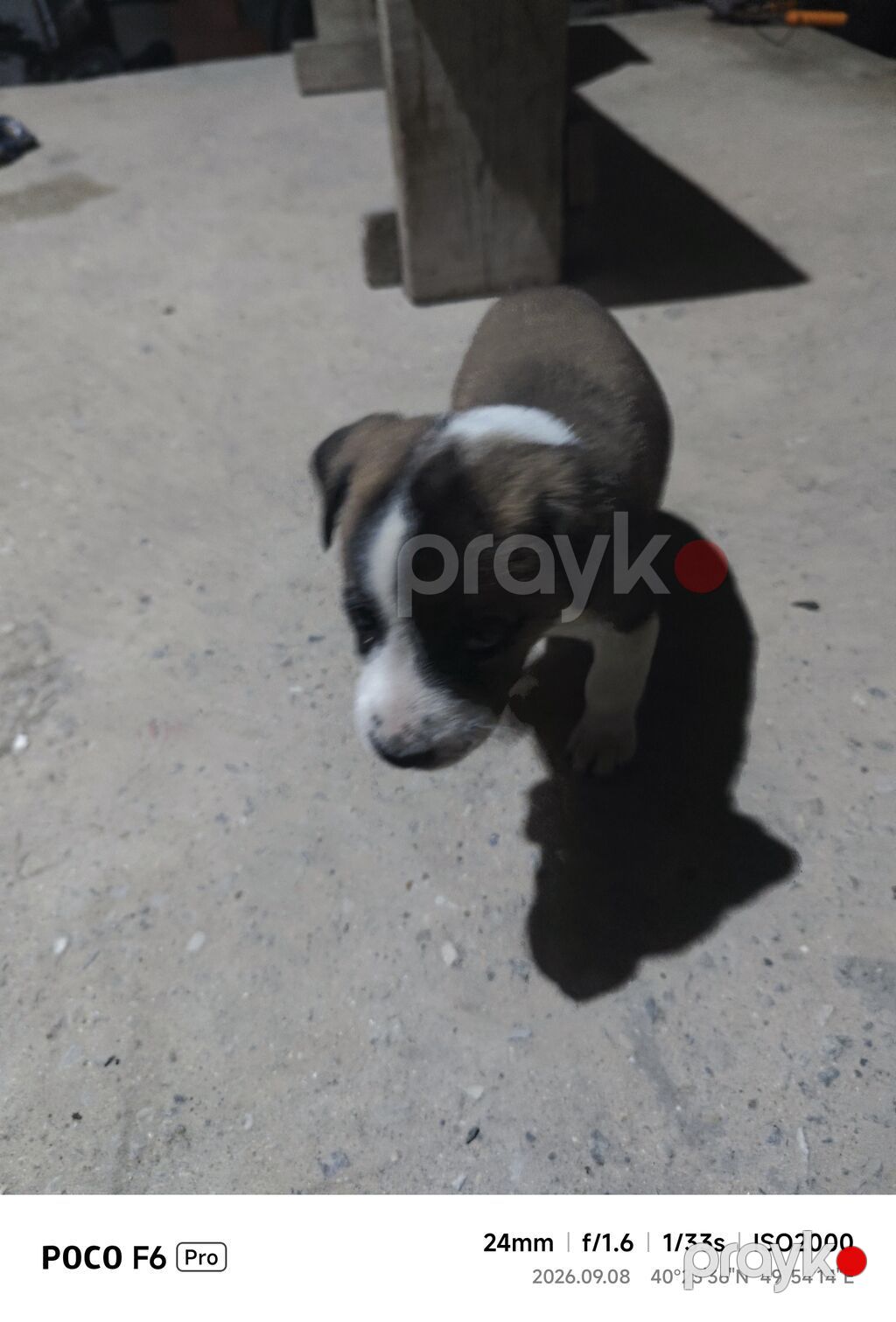 1 ay — Köpəklər, Bakı (5)