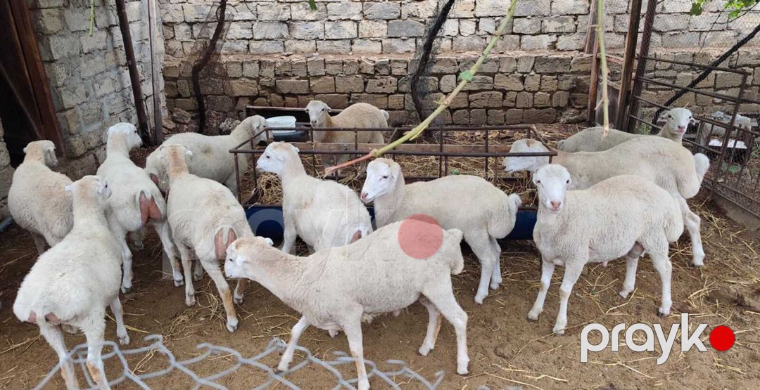 Qoyunlar — Kənd təsərrüfatı heyvanları, Bakı (2)