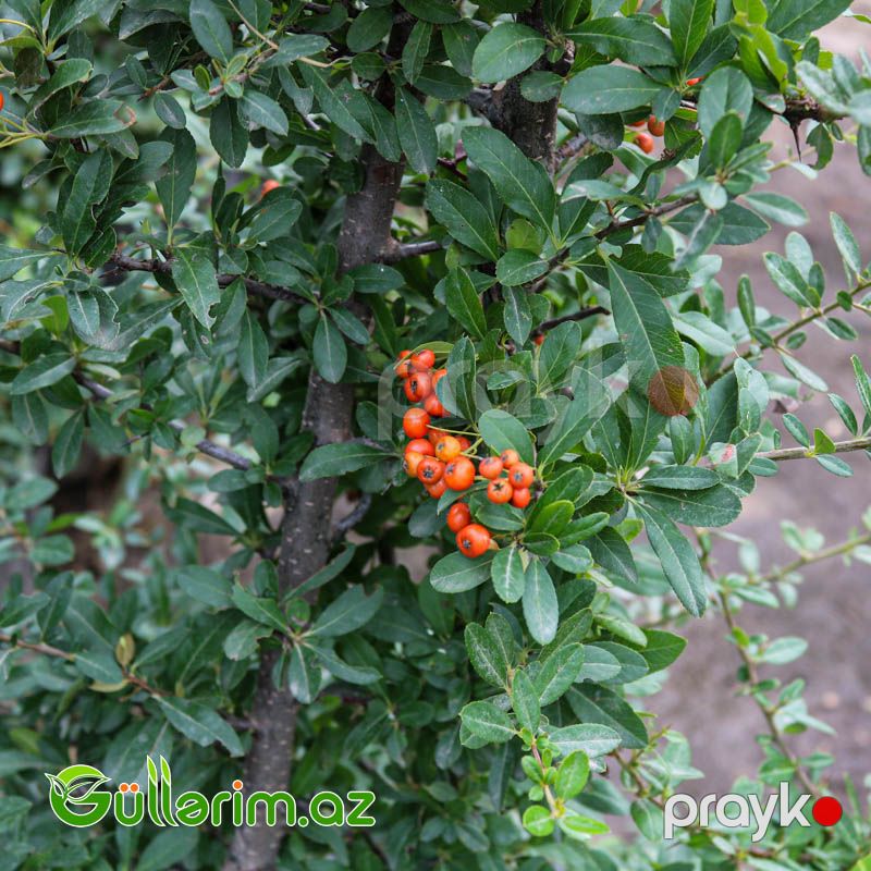 Perekanda ağacı (Nandina domestica) — Bitkilər, Bakı (2)