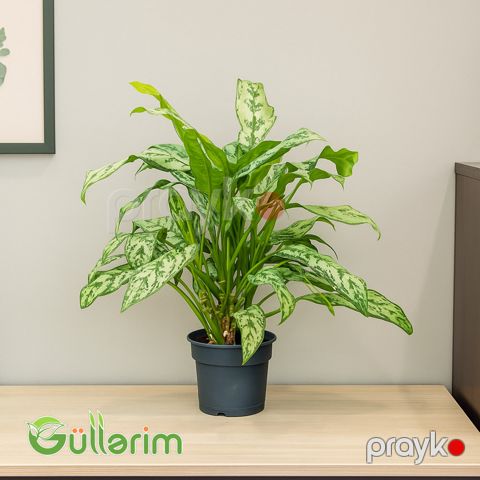 Aglaonema (Aqnolema) — Bakı