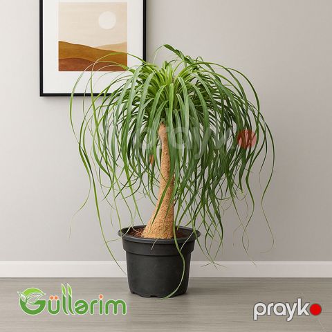 Ponytail Palm, Nolina recurvata, Beaucarnea recurvata — Bakı
