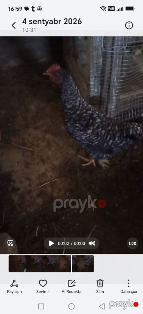 Məhsul: Ev quşu – xoruz Təsvir: - Rəng: qara-ağ zolaqlı (barred) — Şirvan