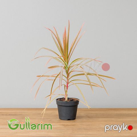 Dracena marginata (Qırmızı kənarlı Dracena) — Bakı