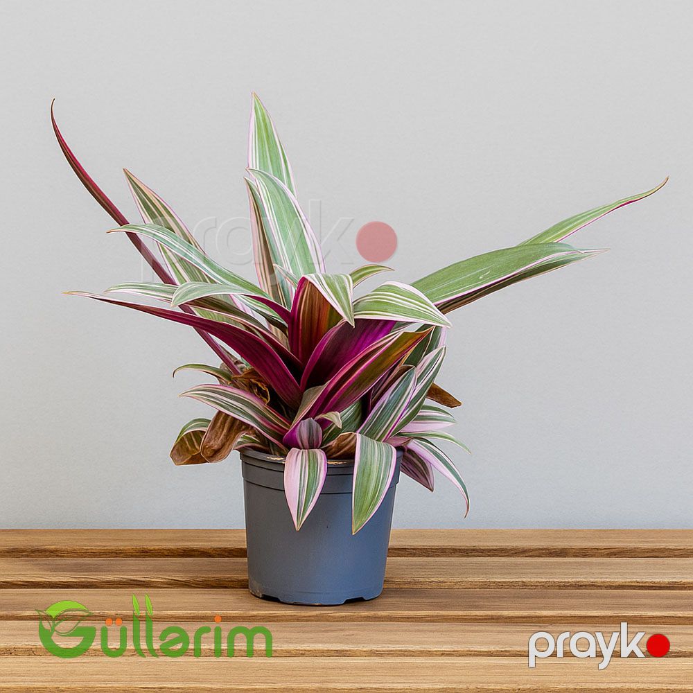 Tradescantia Spathacea — Bitkilər, Bakı (2)