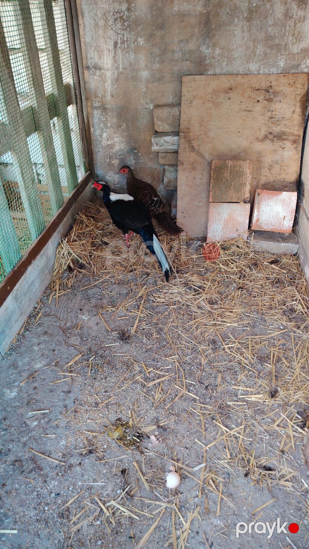 Salam Aleykum belə fürsət ələ duşməz, Tam arginal Svayna Qrqovulu — Qida məhsulları, Digah (4)