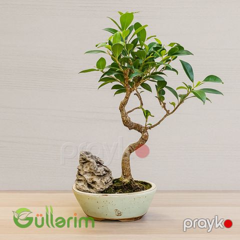 Ficus Bonsai (Fikus Bonsayi) — Bakı