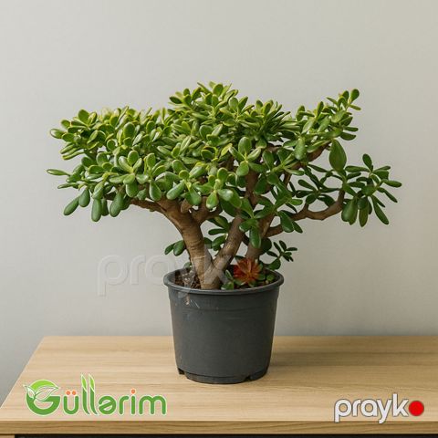 Crassula ovata (Krasula - Pul ağacı) — Bakı