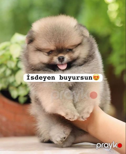 Şpitz, 2 ay — Bakı
