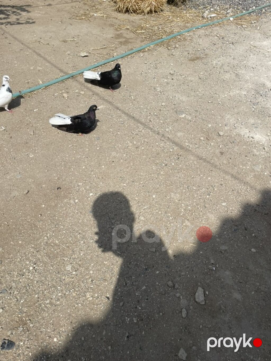 Ağ quyruqlardı satılır, endirim olar, Sağlam göyərçinlərdi, zəng — Göyərçin, Digah (2)
