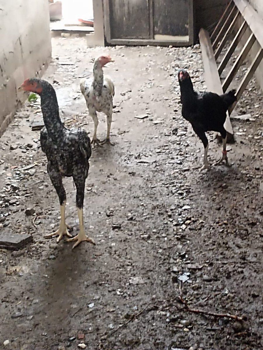 Heyratı beçələr — Quşlar, Bakı (3)