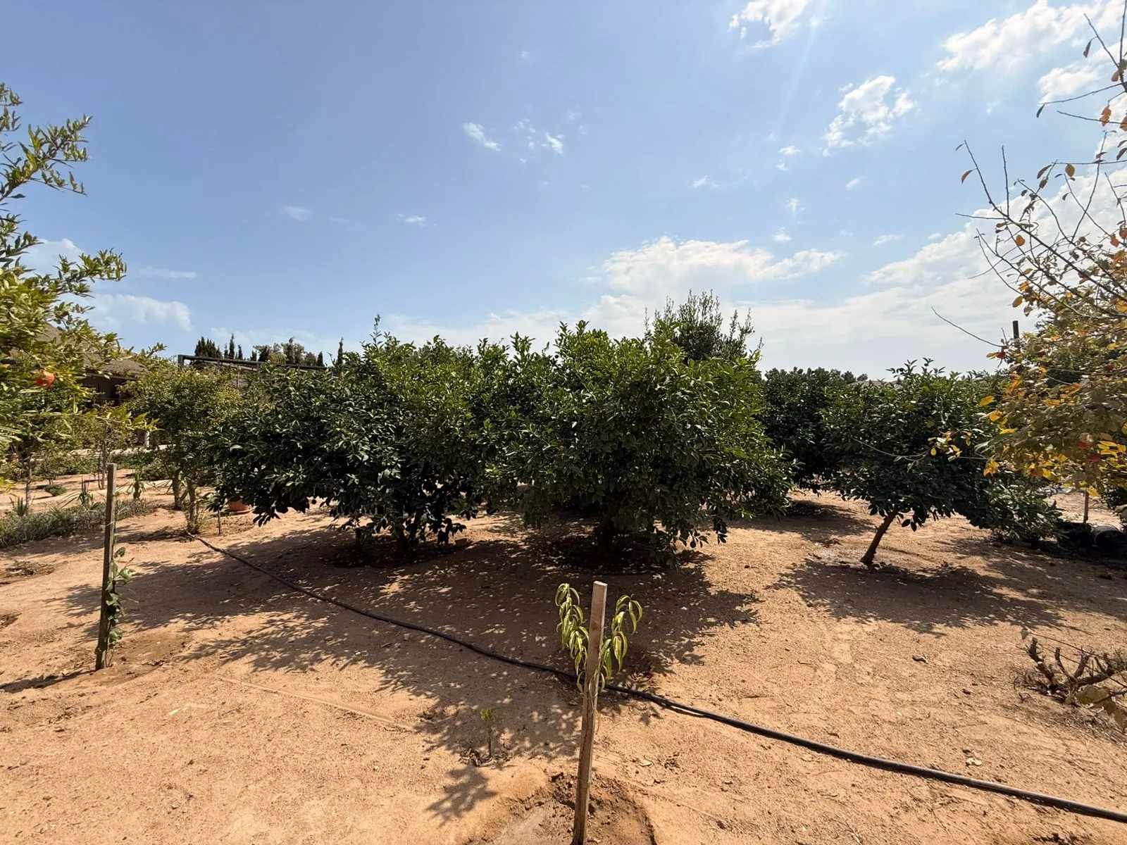 Şüvəlan, Torpaq satılır - 5 sot — Bakı