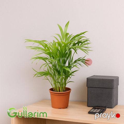 Areka Palması - Areka Palma — Bakı